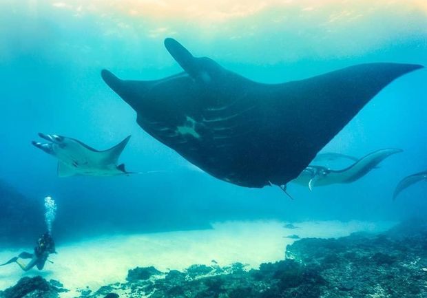 Sharing the ocean with manta rays is an experience to remember for many years